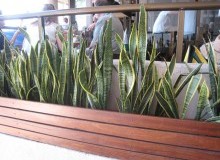 Kwikfynd Indoor Planting
fernygrove