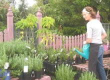 Kwikfynd Plant Nursery
fernygrove