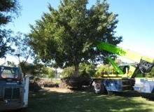 Kwikfynd Tree Management Services
fernygrove