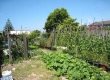 Kwikfynd Vegetable Gardens
fernygrove